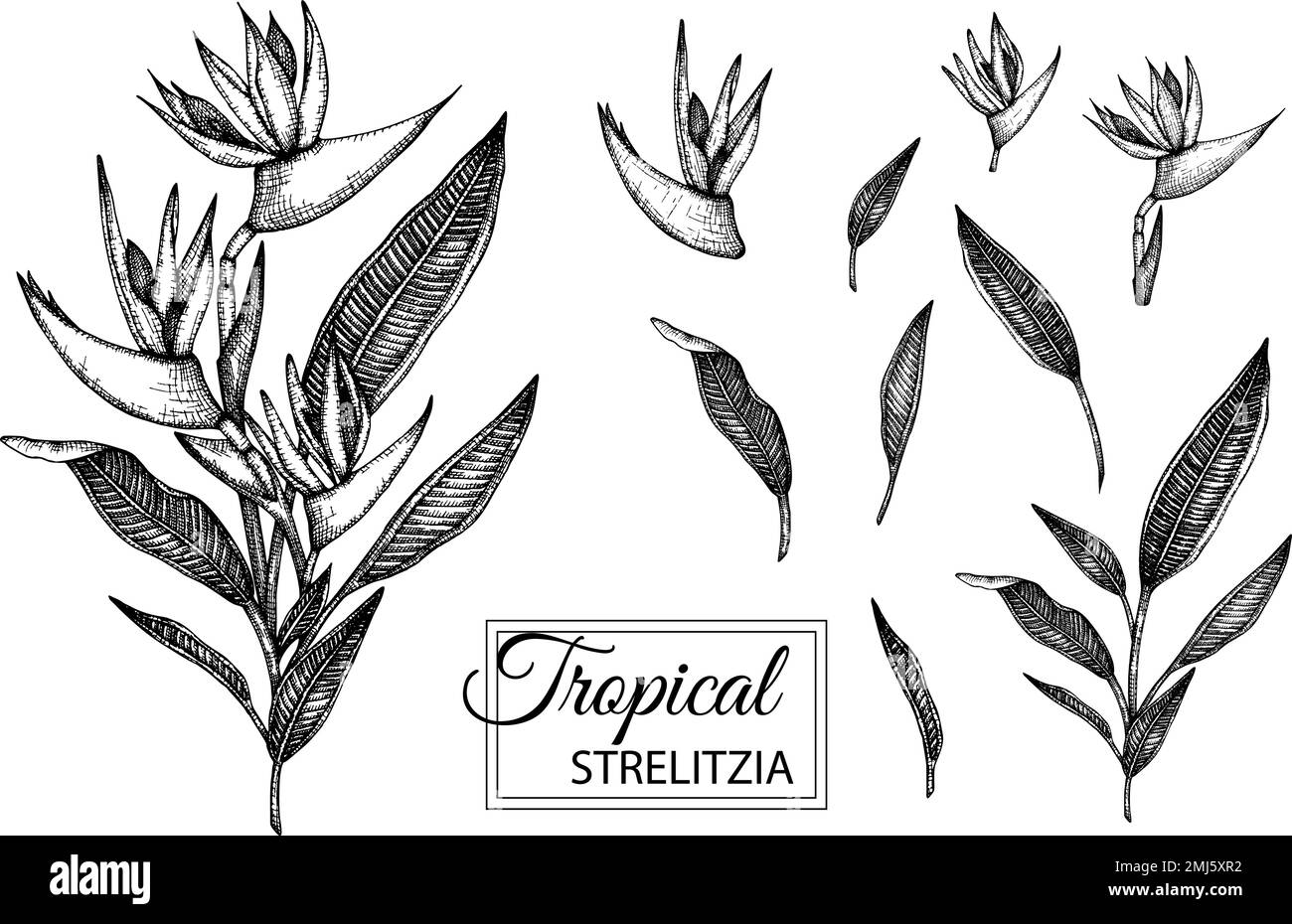 Vector illustration of tropical flower isolated on white background ...