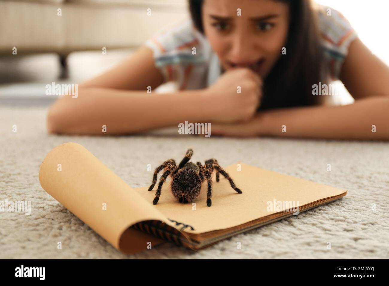 Young woman and tarantula on carpet. Arachnophobia (fear of spiders