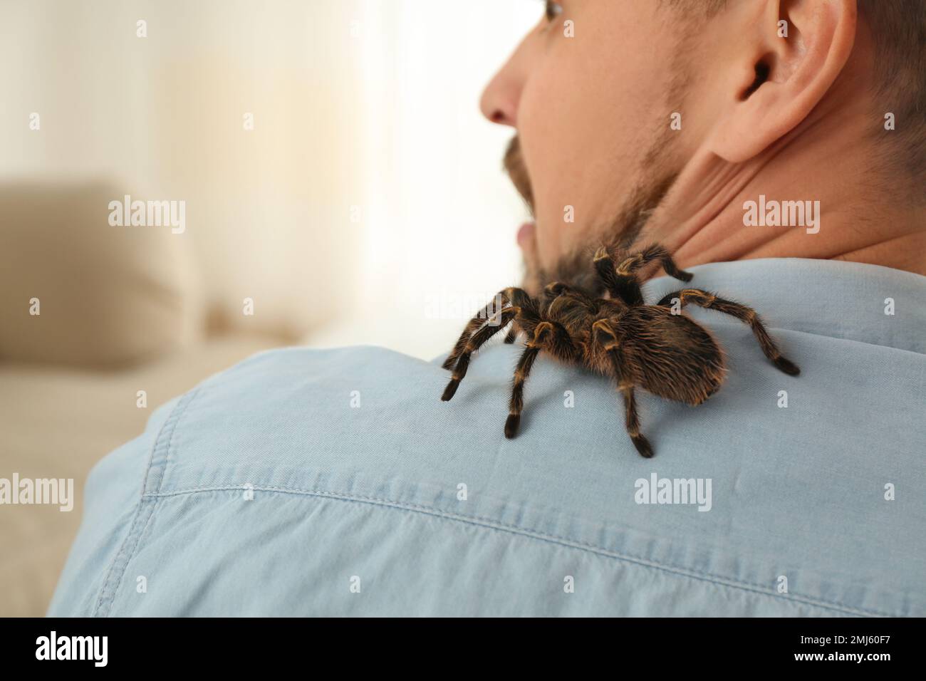 Man with tarantula at home, space for text. Arachnophobia (fear of ...