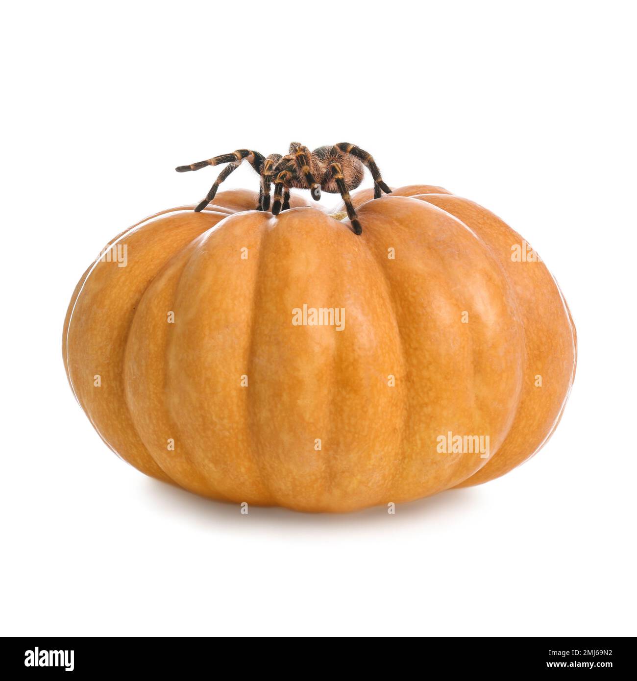 Striped knee tarantula and pumpkin isolated on white. Halloween celebration Stock Photo