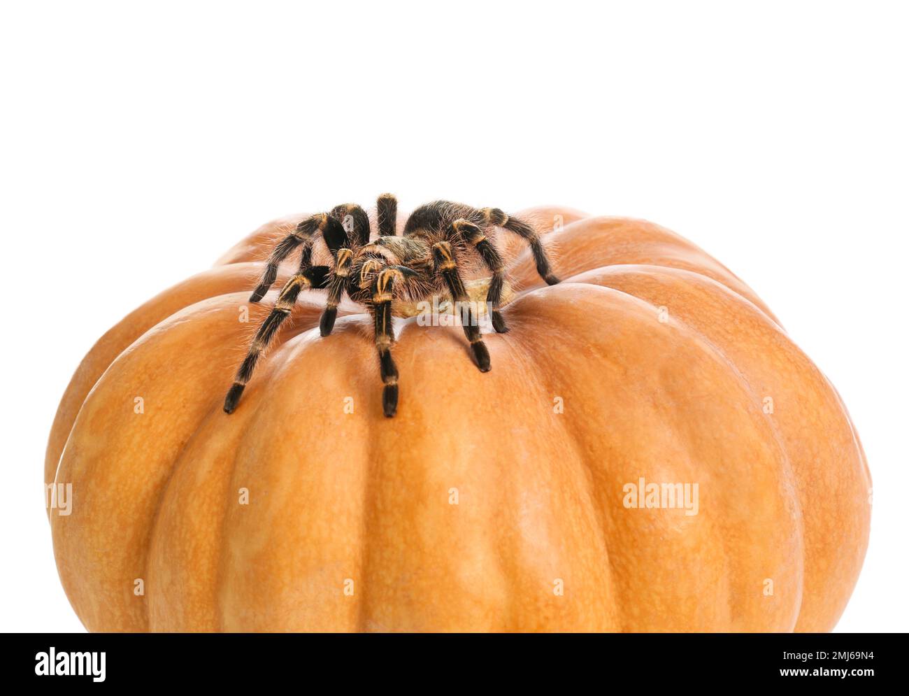 Striped knee tarantula and pumpkin isolated on white, closeup. Halloween celebration Stock Photo