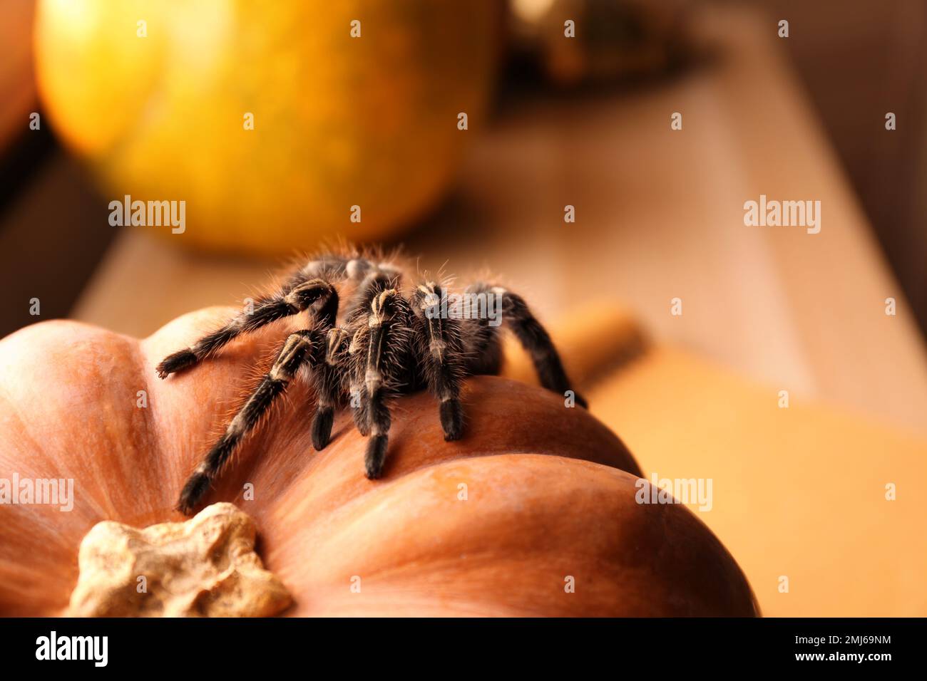 Striped knee tarantula on pumpkin indoors, closeup. Halloween celebration Stock Photo