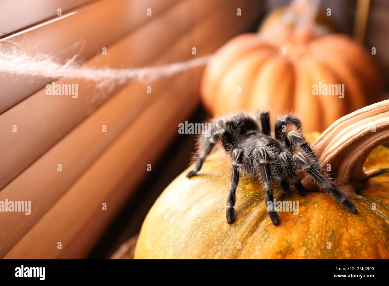 Striped knee tarantula on pumpkin near window indoors, space for text. Halloween celebration Stock Photo