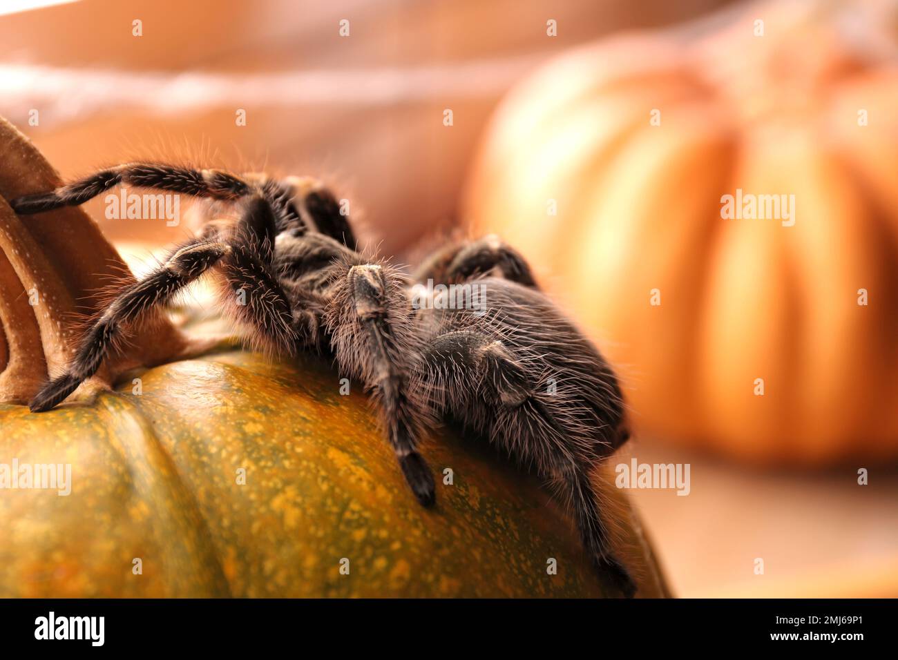 Striped knee tarantula on pumpkin indoors, closeup. Halloween celebration Stock Photo