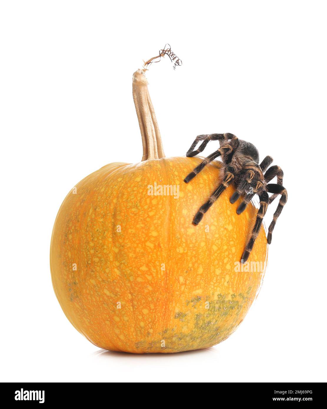 Striped knee tarantula and pumpkin isolated on white. Halloween celebration Stock Photo