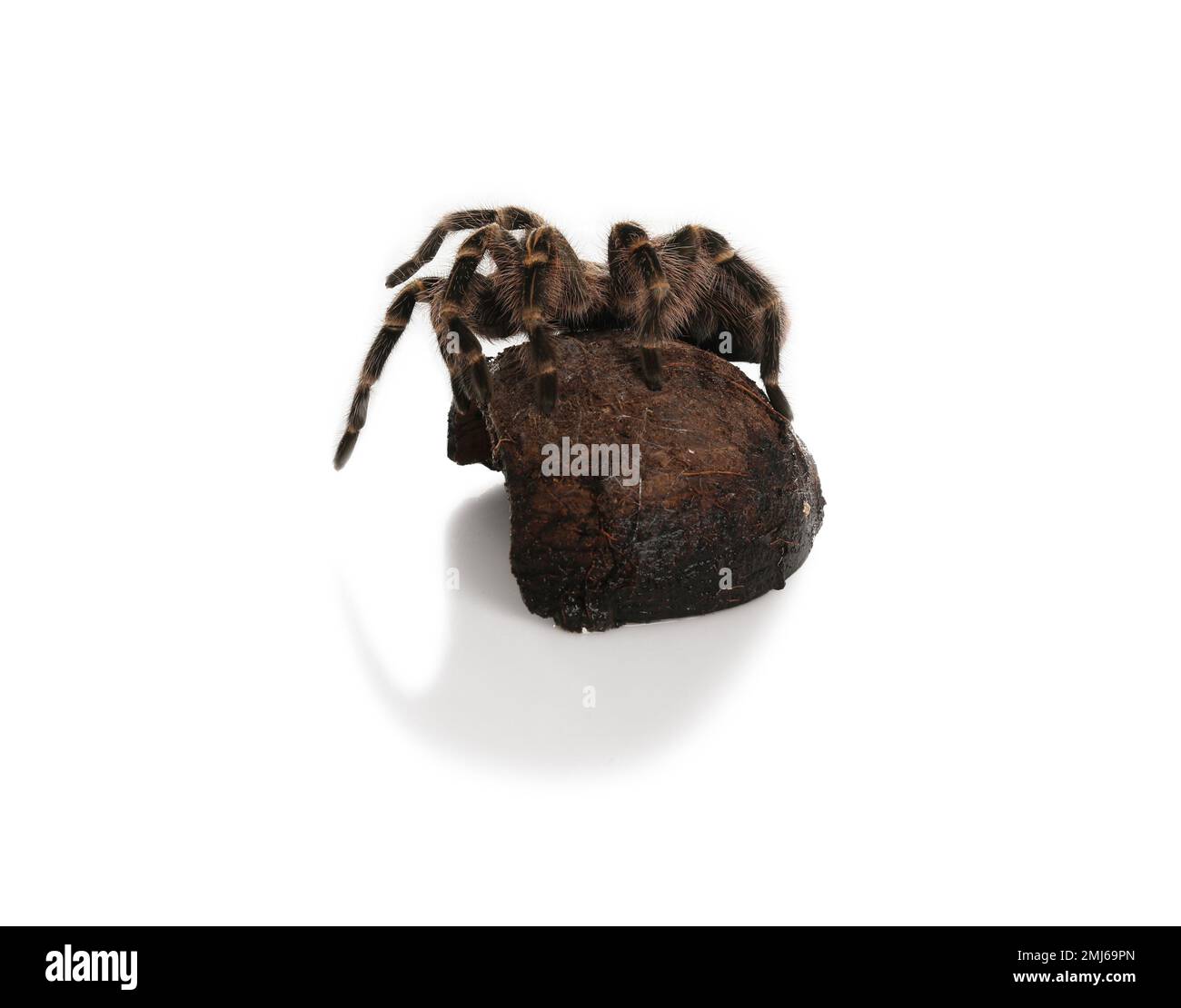 Striped knee tarantula (Aphonopelma seemanni) and coconut shell isolated on white Stock Photo