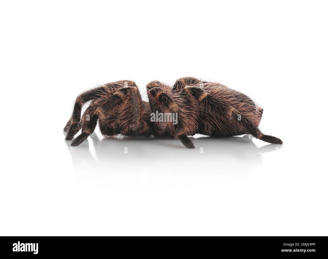 Striped knee tarantula (Aphonopelma seemanni) isolated on white Stock Photo