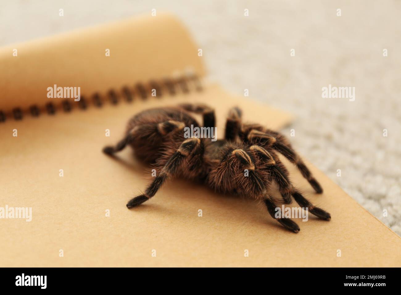 Striped knee tarantula (Aphonopelma seemanni) on notebook indoors, closeup Stock Photo