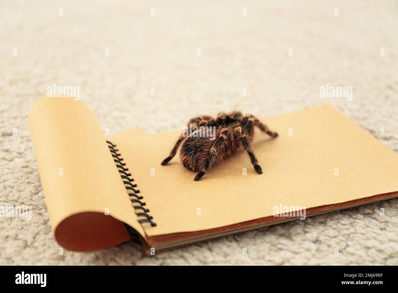 Striped knee tarantula (Aphonopelma seemanni) on notebook indoors Stock Photo