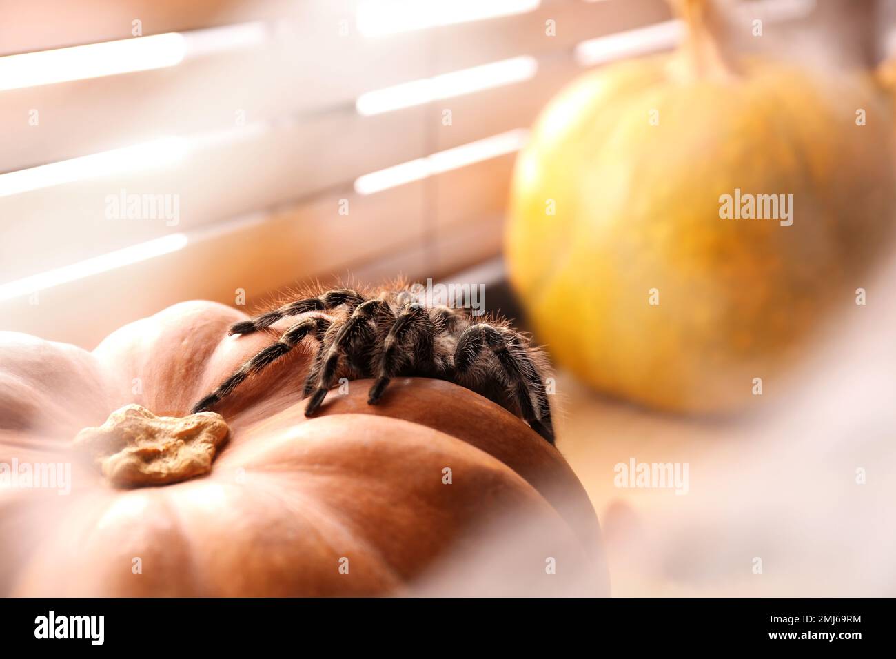 Striped knee tarantula on pumpkin near window indoors, closeup. Halloween celebration Stock Photo