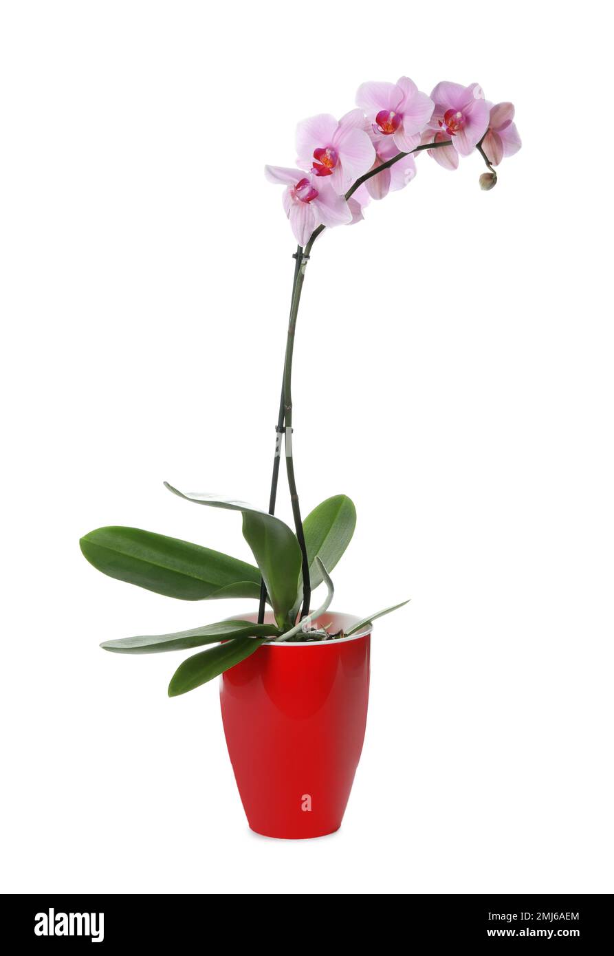 Beautiful potted Phalaenopsis orchid isolated on white Stock Photo