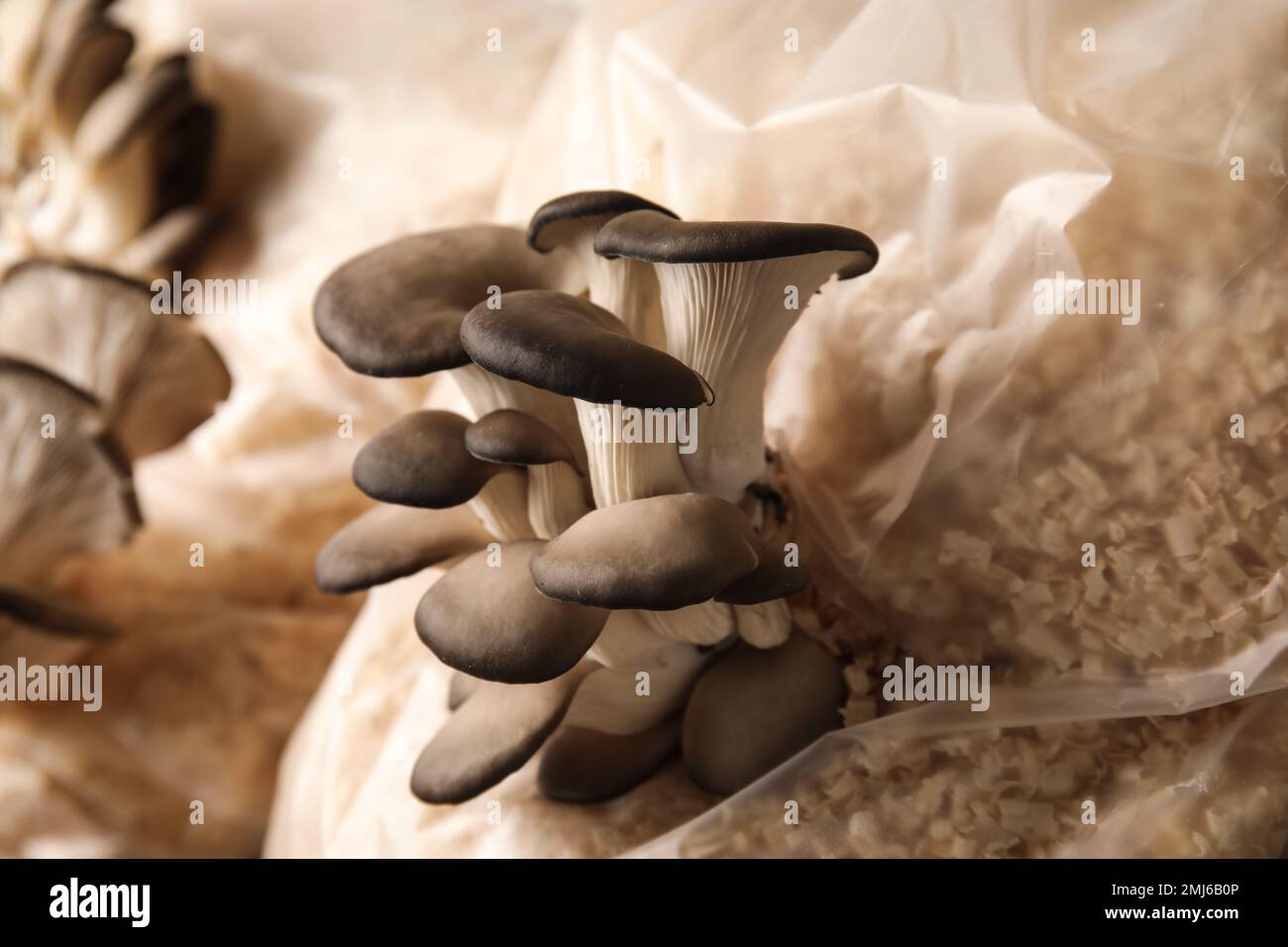 Oyster mushrooms growing in sawdust, closeup. Cultivation of fungi