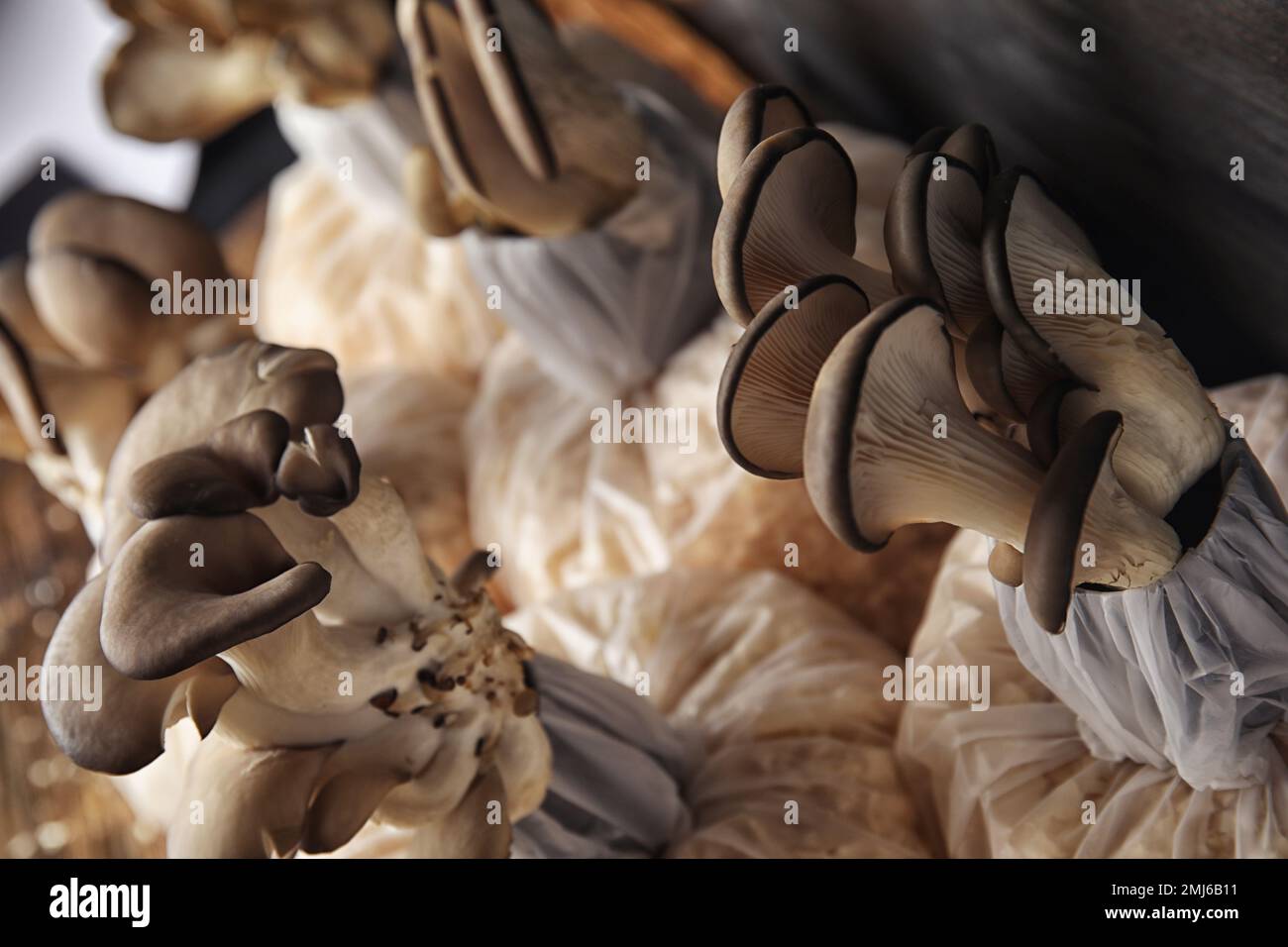 Oyster mushrooms growing in sawdust, closeup. Cultivation of fungi
