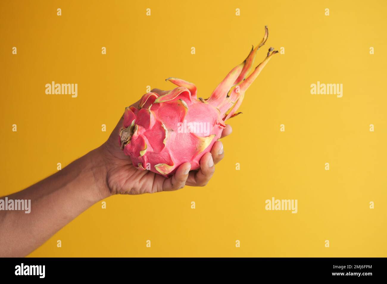 men holding a dragon fruit on yellow background  Stock Photo