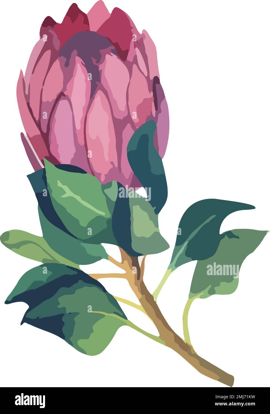 Set realistic vector illustration of protea flowers. Tropical king flower protea in bloom. Stock Vector