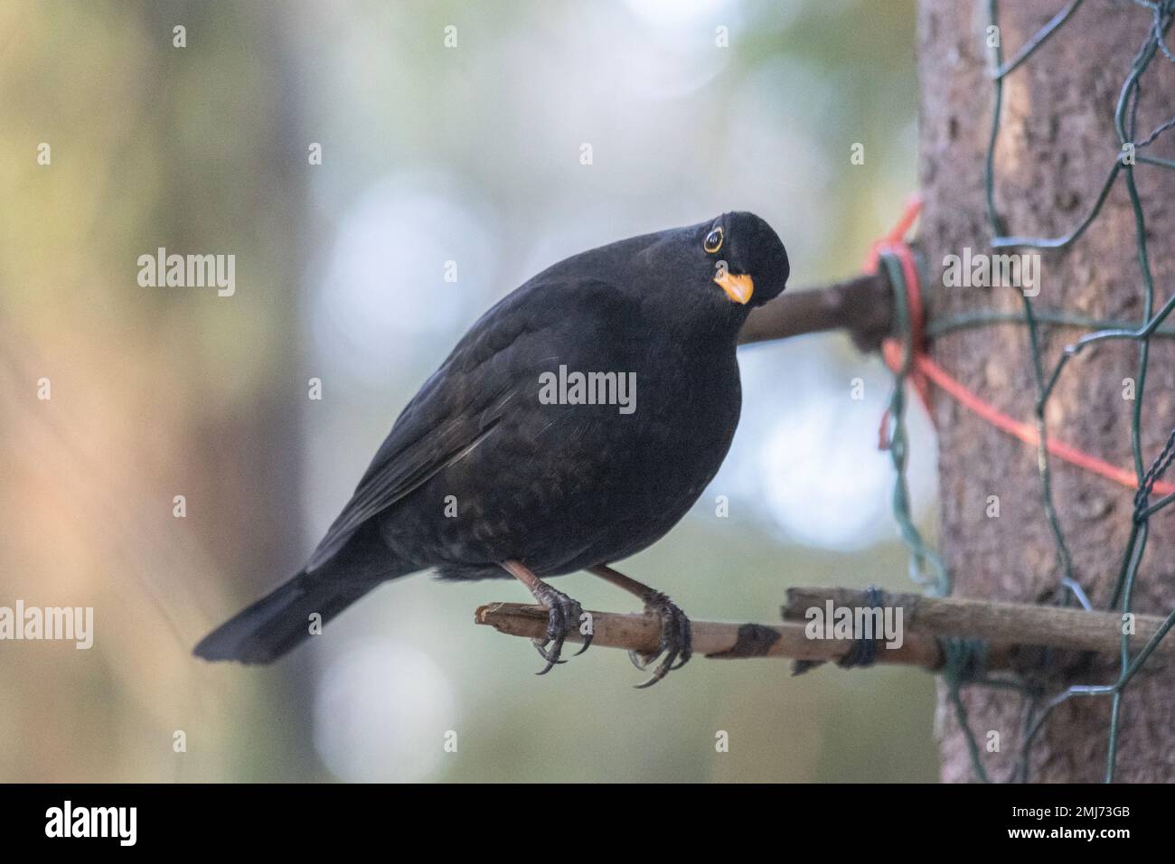 A blackbird in a forest Stock Photo