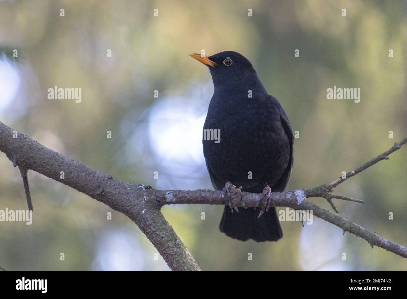 A blackbird in a forest Stock Photo