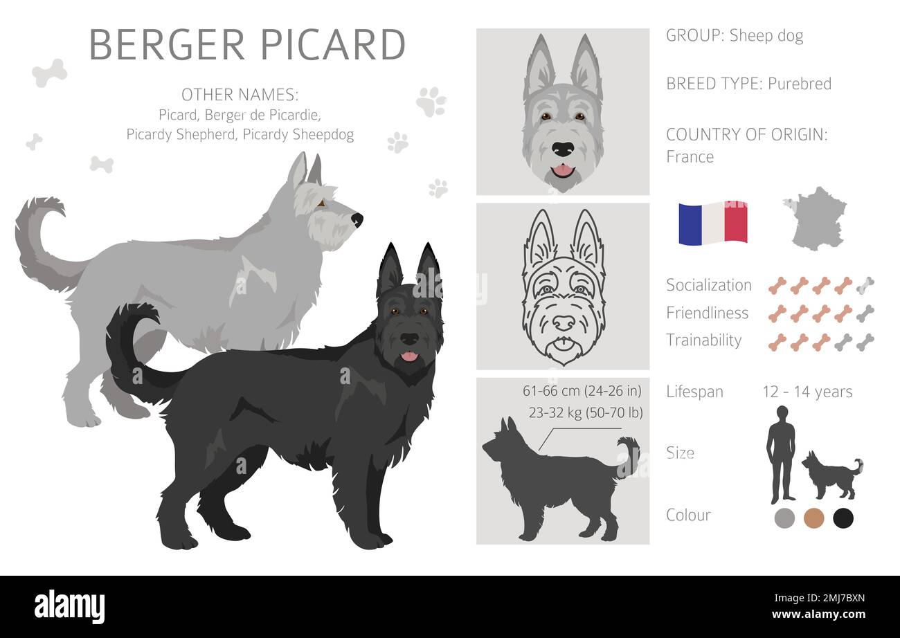 Berger picard clipart. Different coat colors and poses set.  Vector illustration Stock Vector
