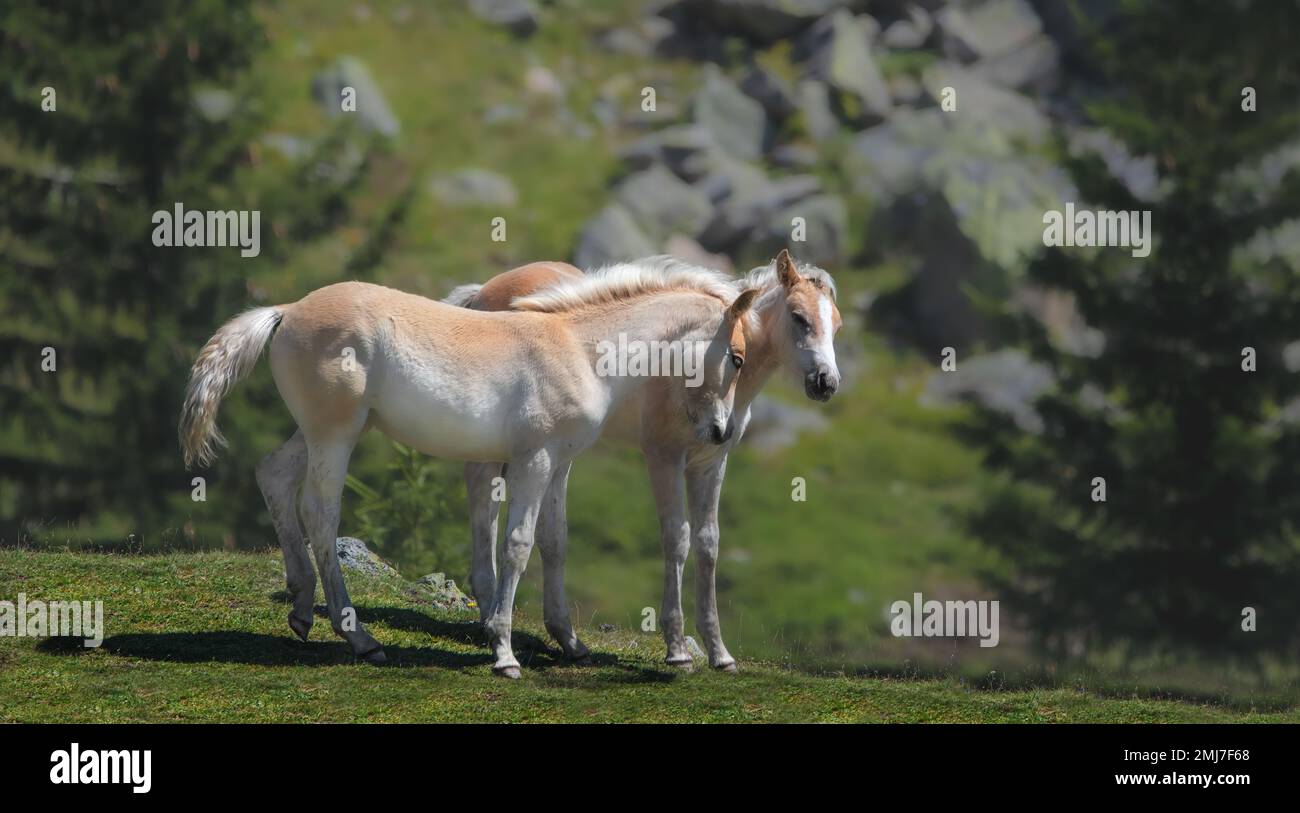 Two beige and white foals standing together and cuddling,with a green background, horizontal Stock Photo