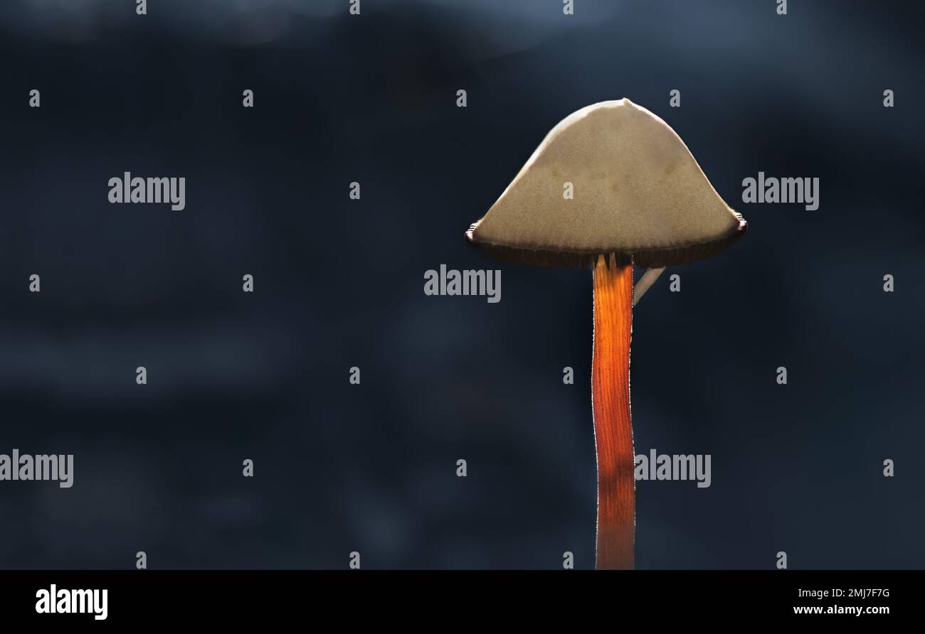 A macro of a single tiny mushroom with an orange stem and a pale beige cap, dark blue background, moody atmosphere, negative space, copy space, Stock Photo