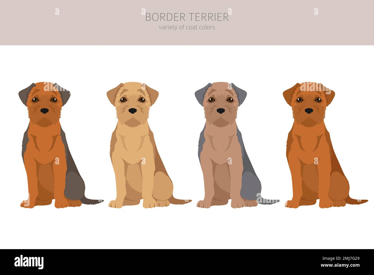 Border store terrier jacket