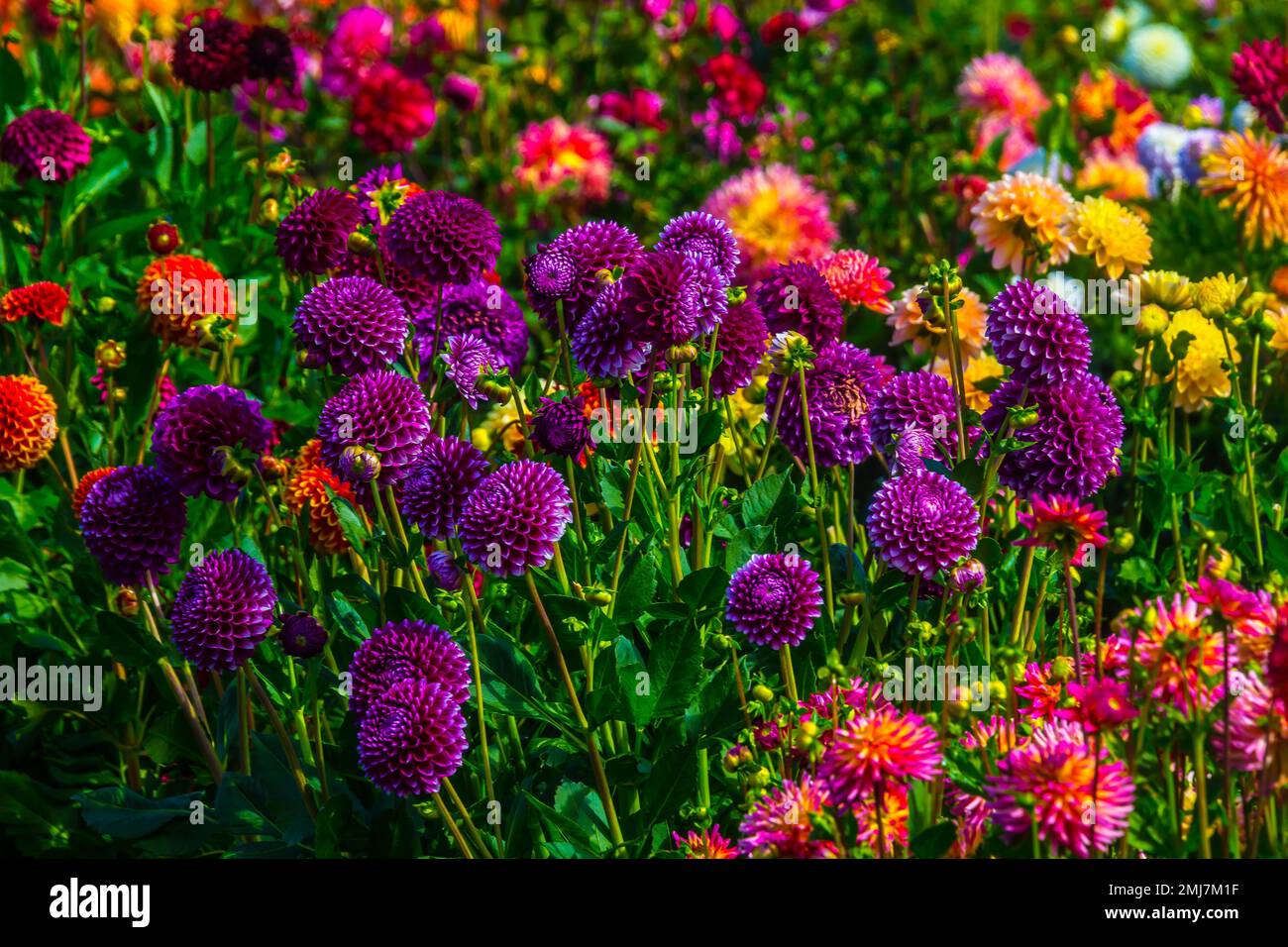 Dahlias pink in old garden hi-res stock photography and images - Alamy