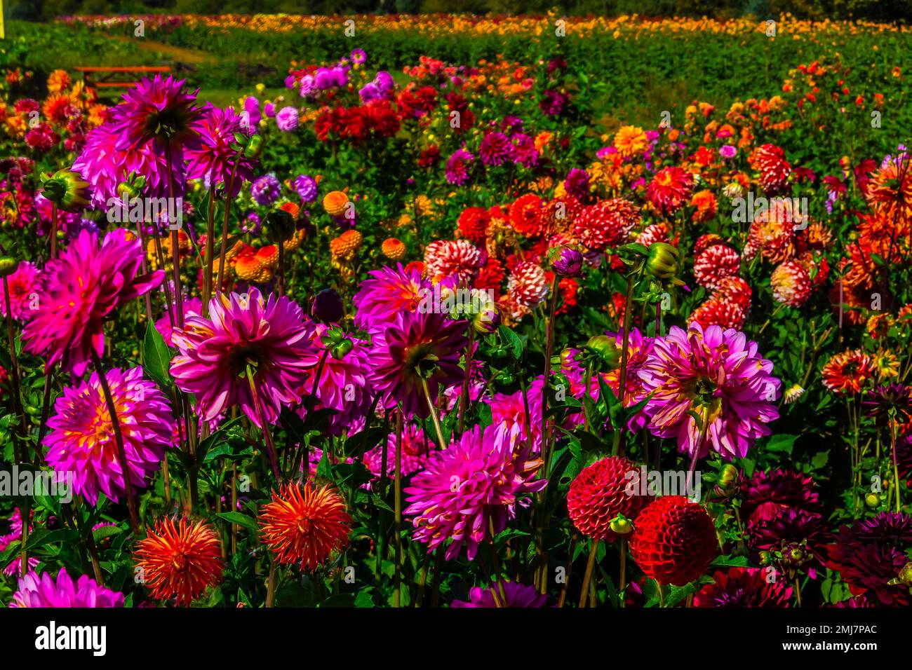 Oregon dahlias hi-res stock photography and images - Alamy