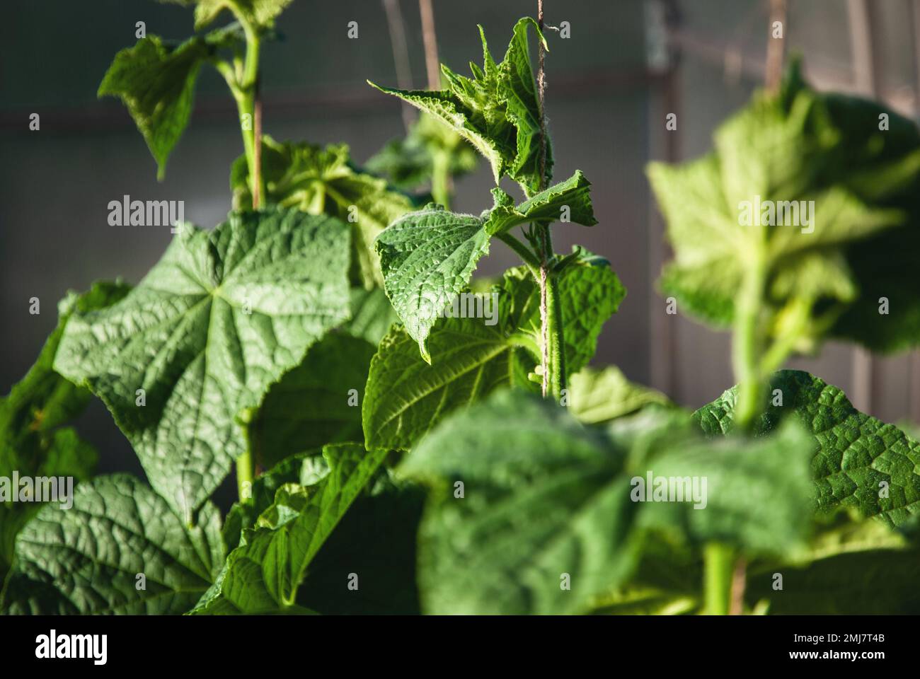 Cucumber plants growing in greenhouse, cucumber vines, plant support string Stock Photo