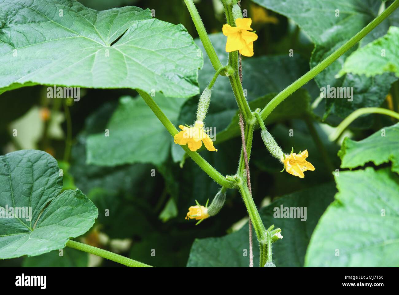 Cucumber plant vine with kukes and flowers in greenhouse Stock Photo