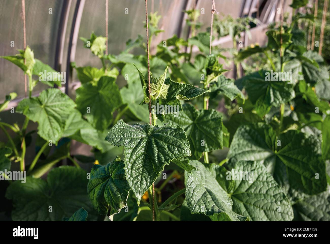 Cucumber plants growing in greenhouse, cucumber vines, plant support string Stock Photo