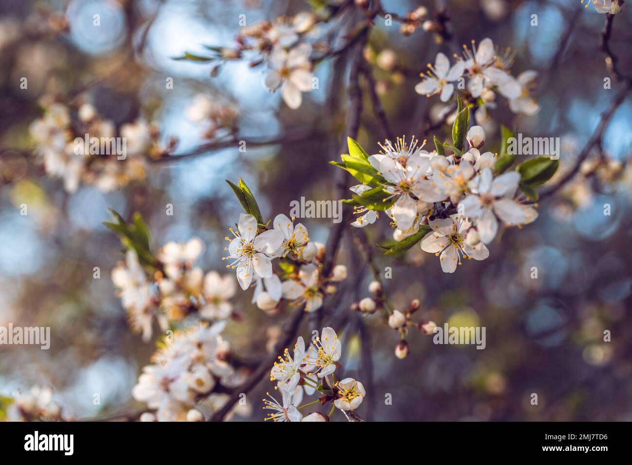 Blooming sour cherry (Prunus cerasus) at spring Stock Photo
