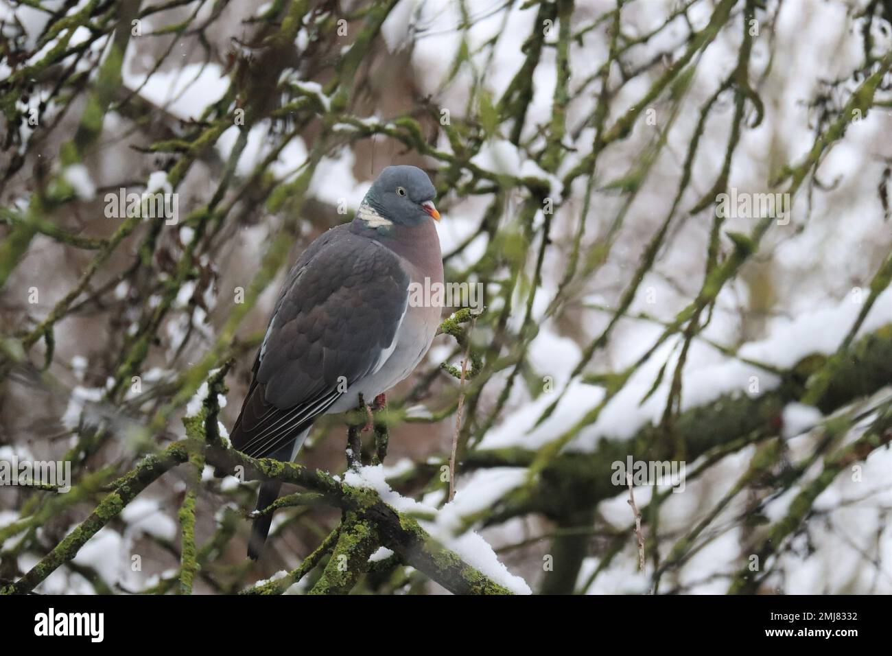 Wood pigeon endures scattered Snowfall perched in Tree Stock Photo