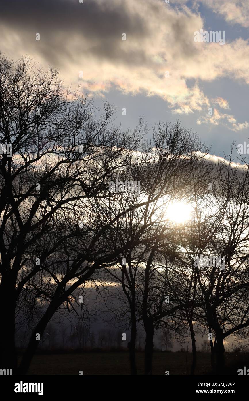 the Sun is struggling to shine through the bare Trees Stock Photo