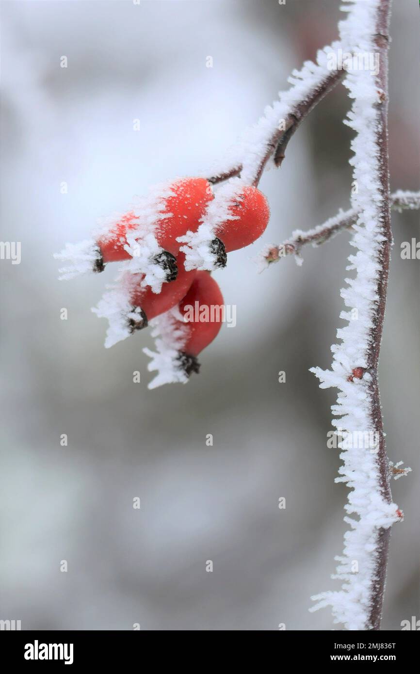 Hoarfrost has clung to the Rosehip downwind Stock Photo
