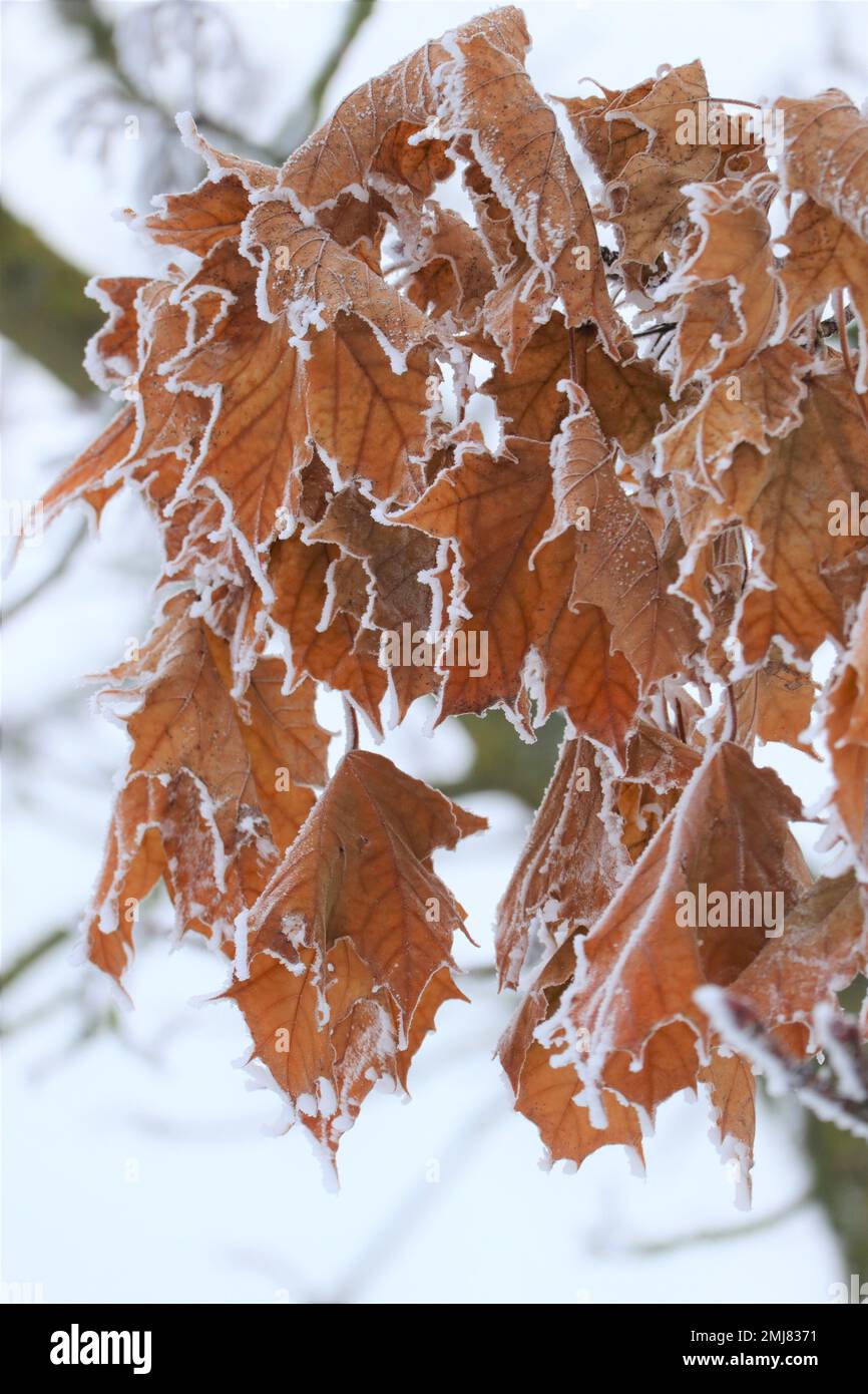 withered Maple leaves with Hoarfrost still hang on the Tree Stock Photo