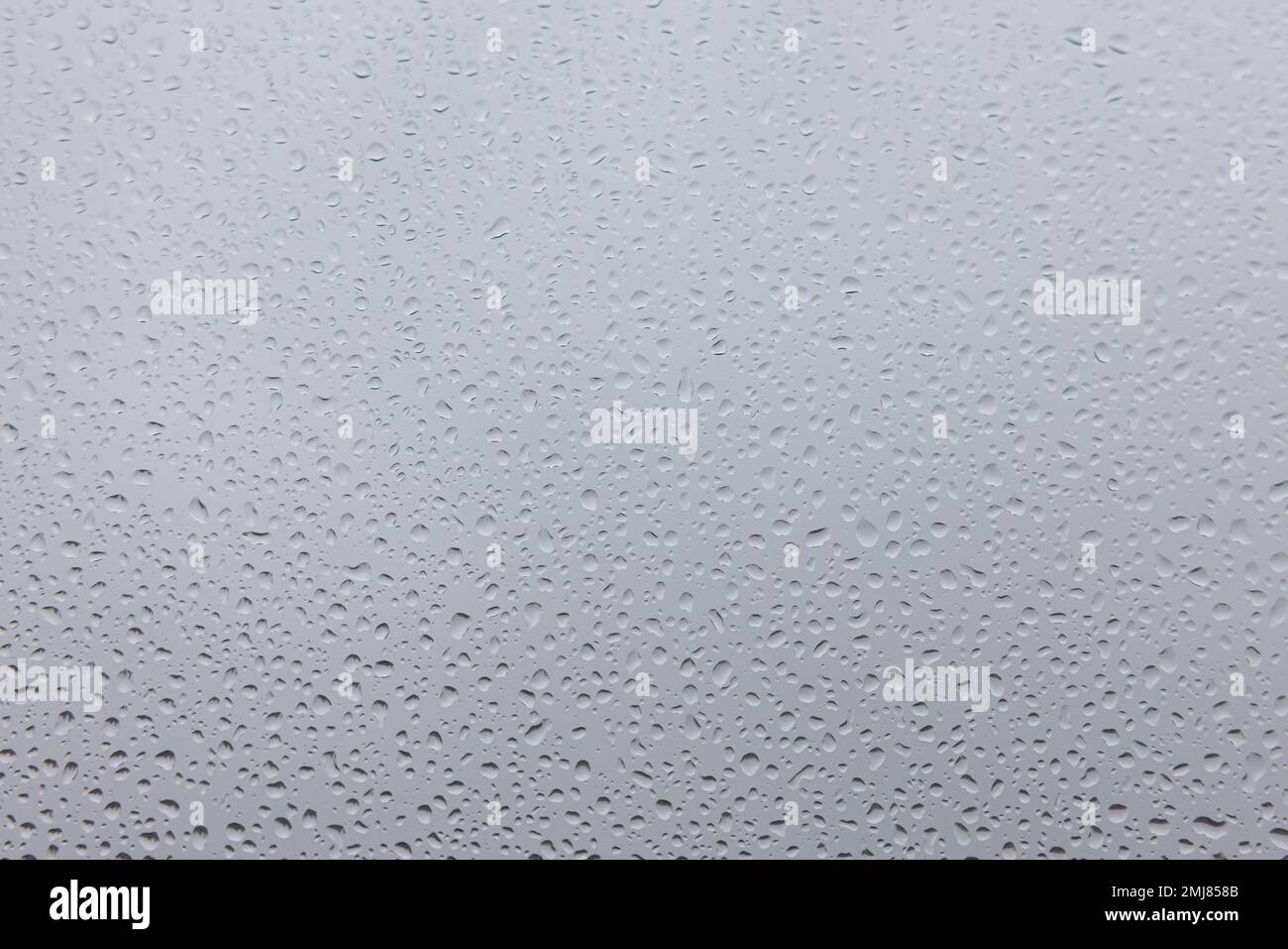 Water drops on white and grey background, with a slight blurred and gradient effect. Stock Photo