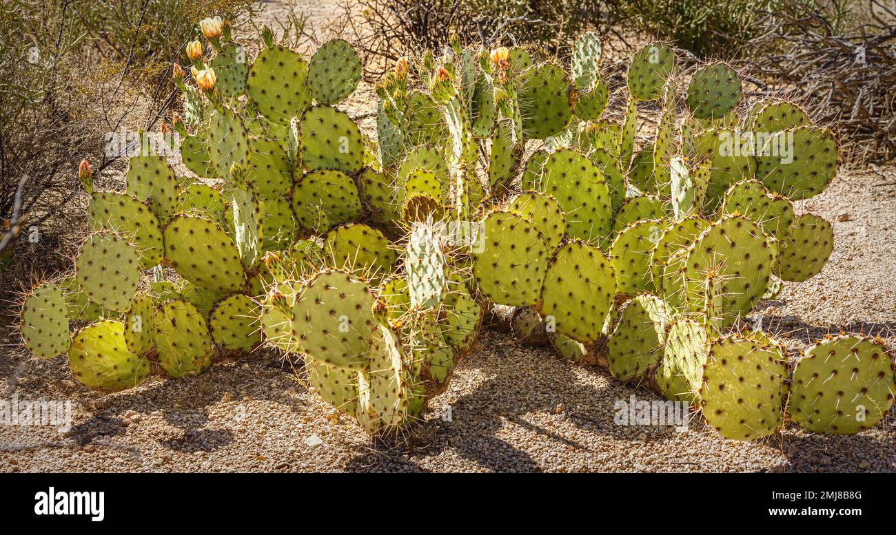 A closeup of Tulip Prickly Pear cactus in the Arizona desert. Stock Photo