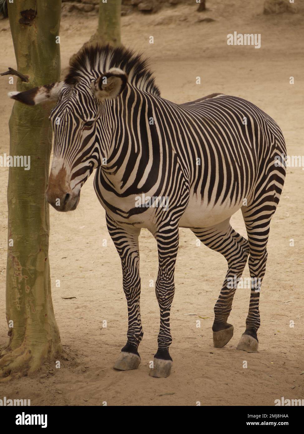 A Grevy’s Zebra (Equus grevyi) poses by a tree in Los Angeles Zoo Stock