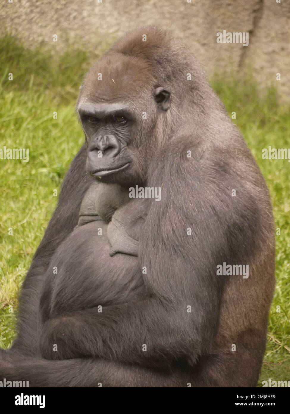 A Western Lowland Gorilla (Gorilla gorilla gorilla) gives visitors a wry smile at Los Angeles Zoo Stock Photo