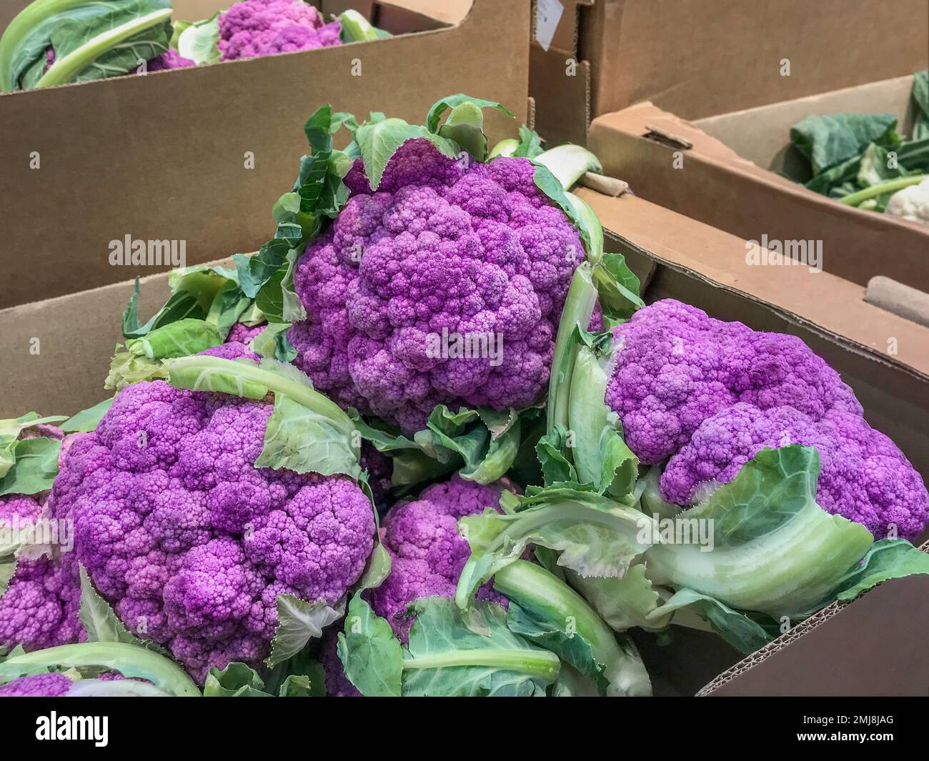 Cabbage sale hires stock photography and images Alamy