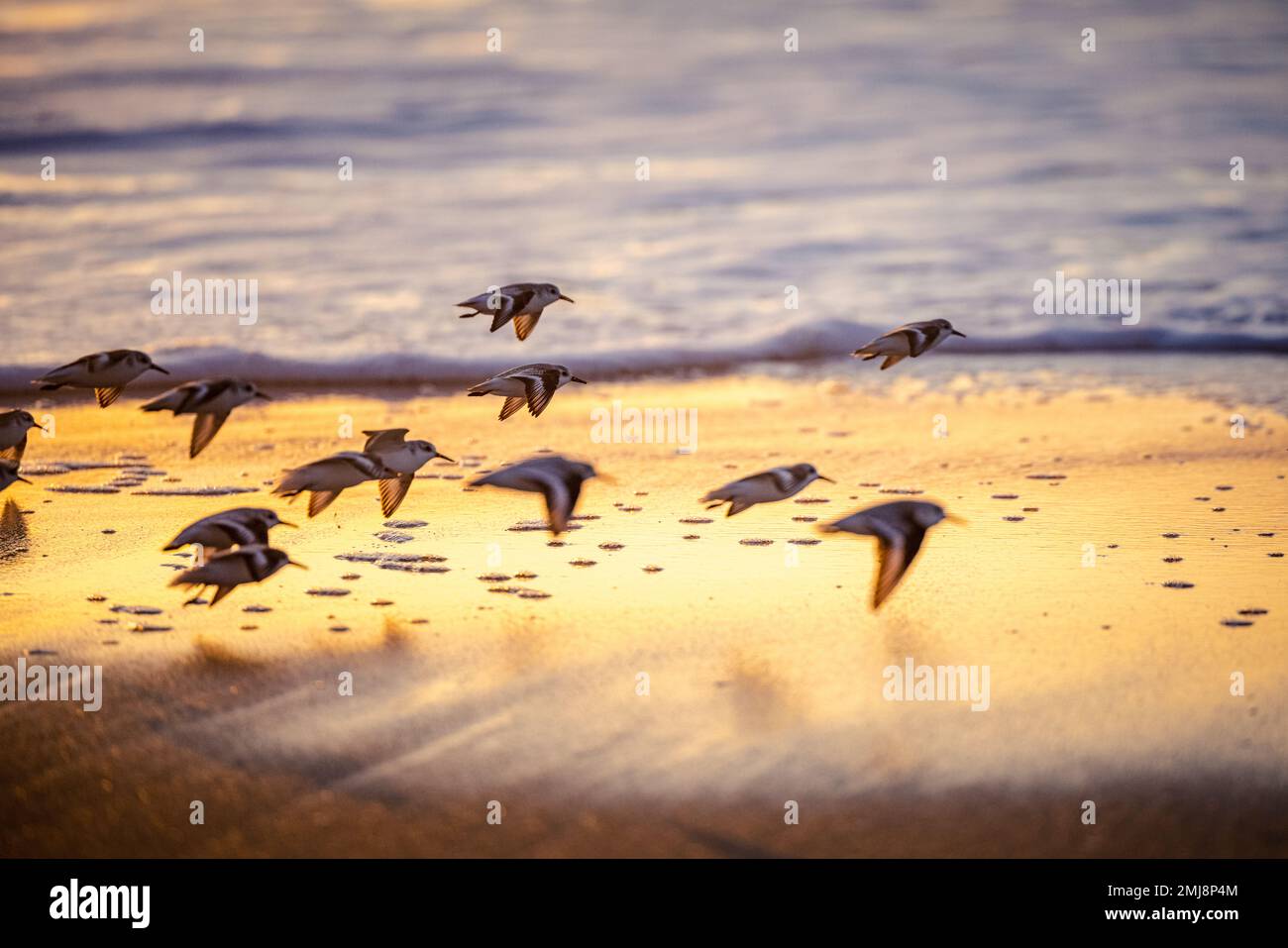 Sanderlings in flight at sunset Stock Photo