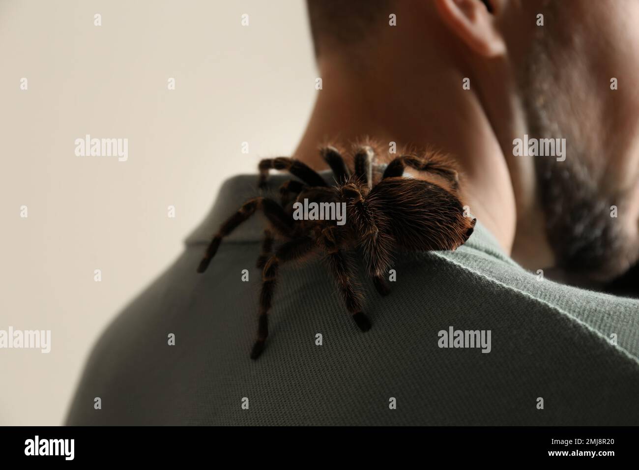 Man with striped knee tarantula on beige background, closeup Stock Photo
