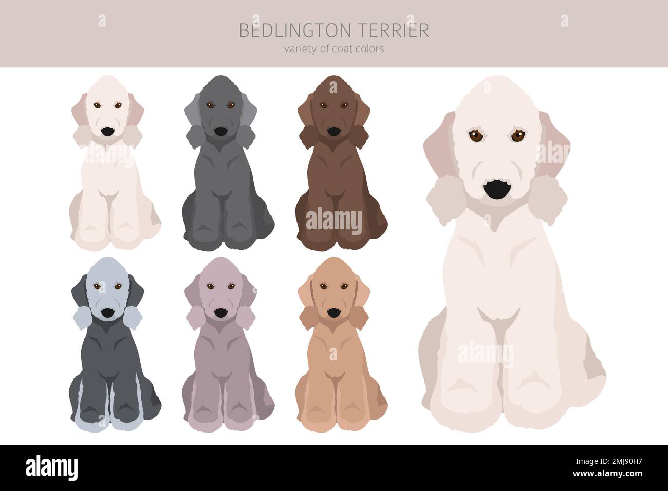 Bedlington terrier clipart. Different coat colors and poses set. Vector