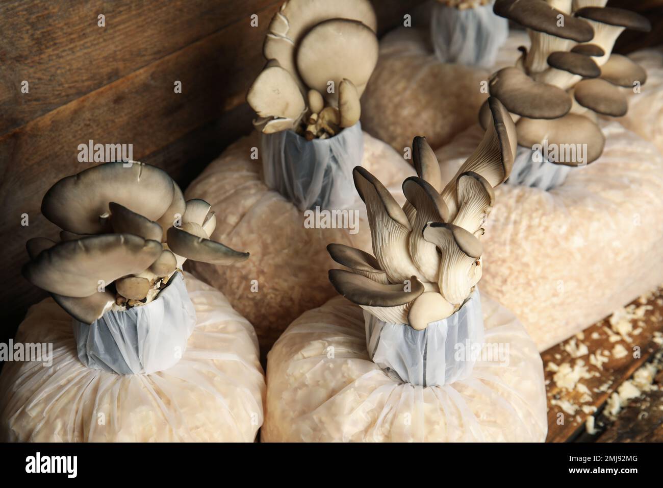Oyster mushrooms growing in sawdust on wooden background. Cultivation