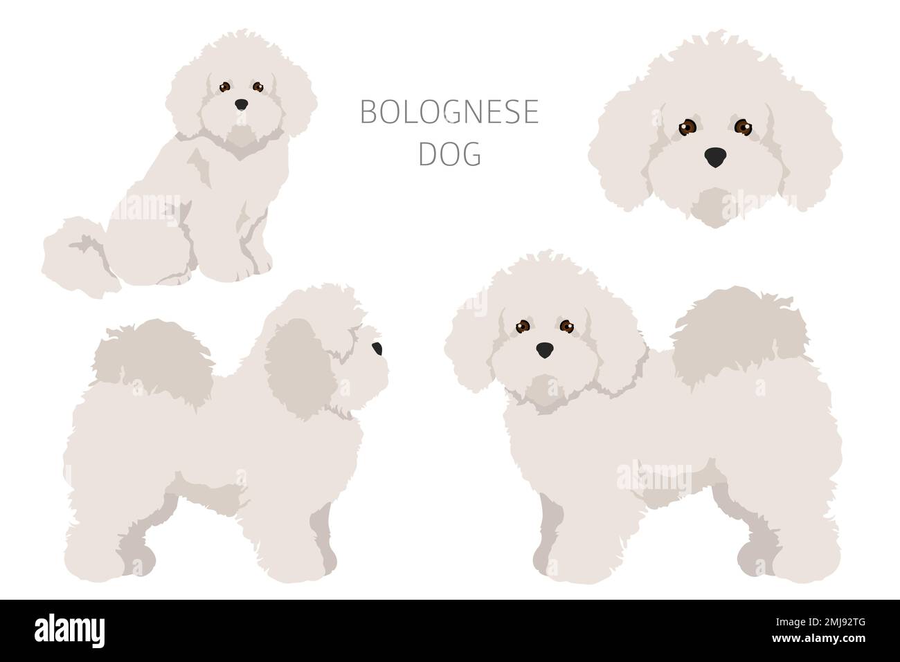 Bolognese dog clipart. Different coat colors and poses set. Vector illustration Stock Vector