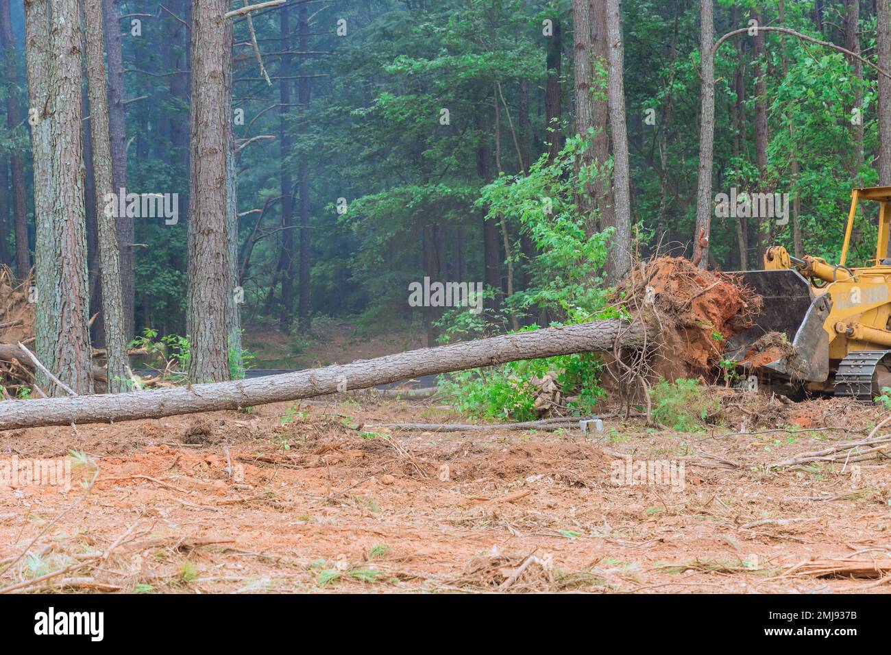 Construction process involved use of tractor skid steers to uproot trees make way for development subdivision requiring clearing land Stock Photo