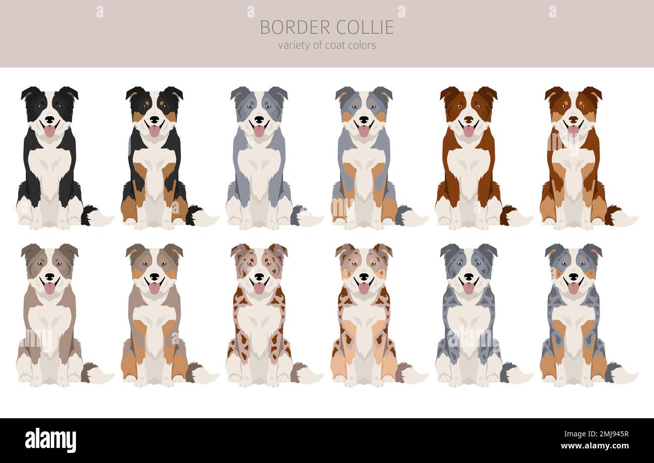 Border collie dog clipart all coat colors set all dog breeds