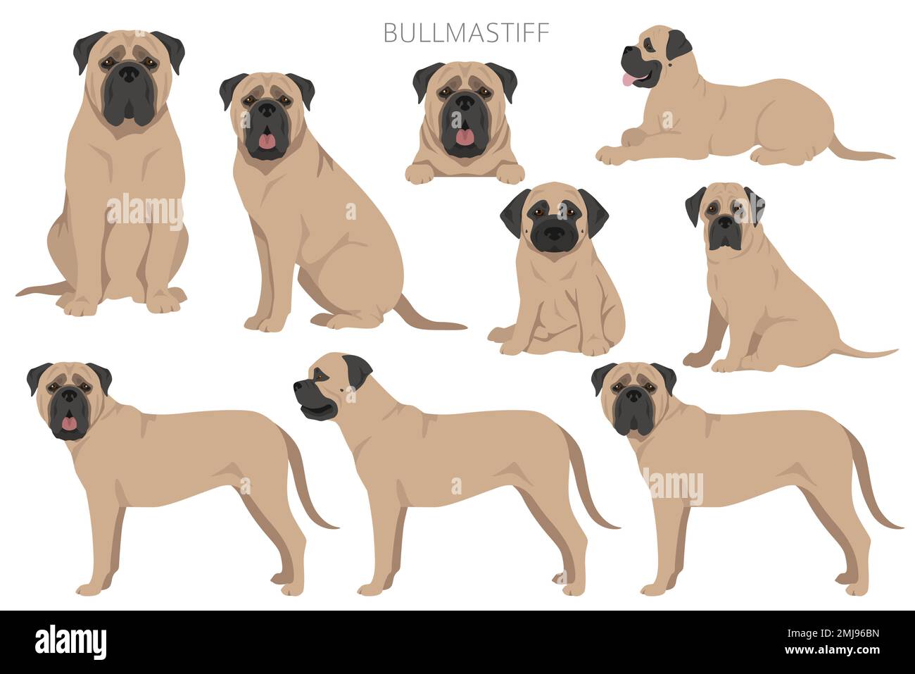 Bullmastiff dog clipart. All coat colors set.  All dog breeds characteristics infographic. Vector illustration Stock Vector