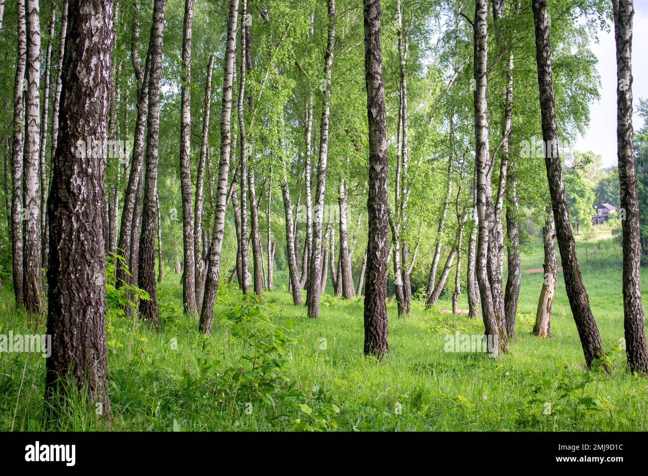 Beautiful birch grove in summer in June Stock Photo - Alamy