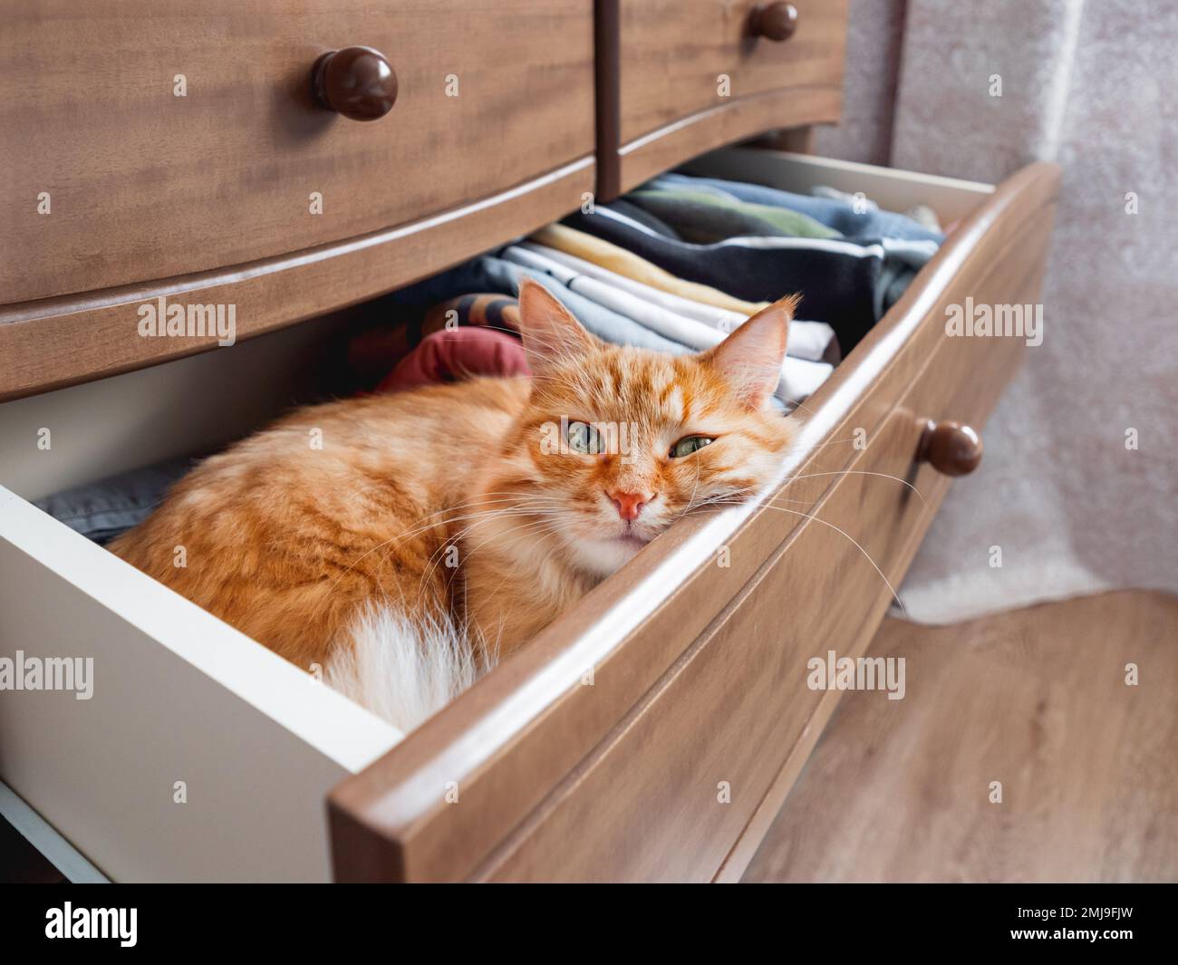 Ginger cat is sleeping in chest of drawers. Fluffy pet has a rest among